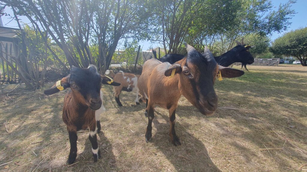 CHEVRES