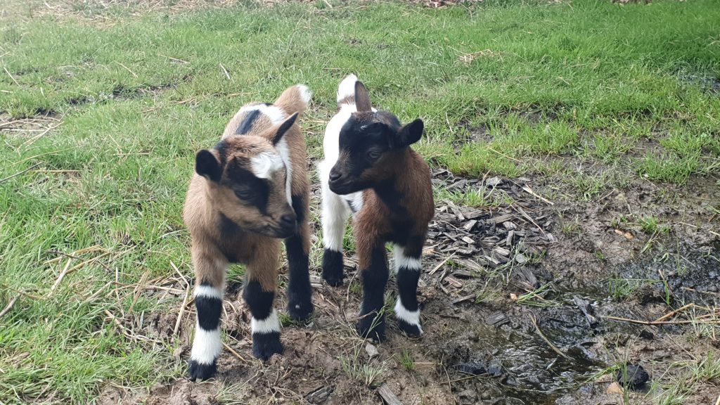 chevres bebe